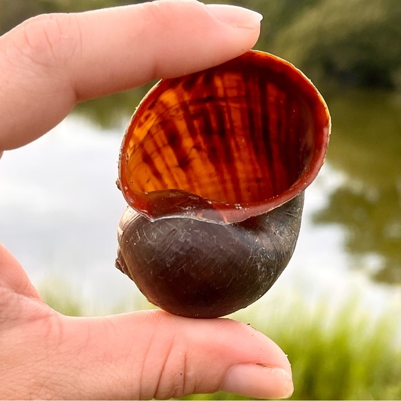 Giant Apple Snail Shells for Decor or Crafts Quantity 10 - Picture 5 of 5